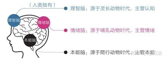三重大脑